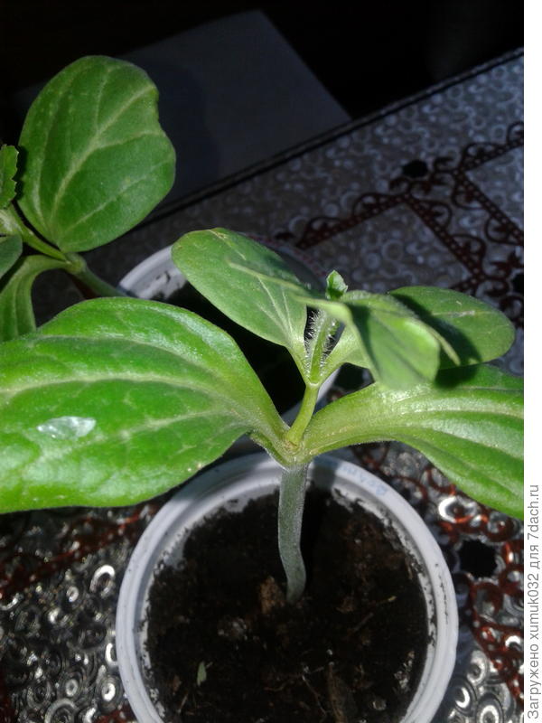 привитый арбуз