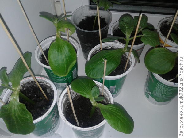 привитые арбузики