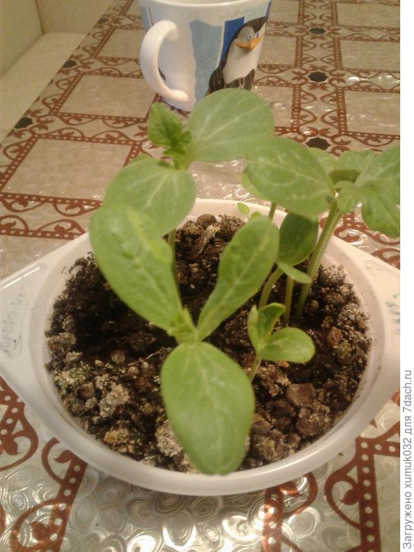 арбузы с тремя семядольными листочками