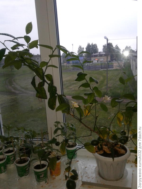 куст-раскарака