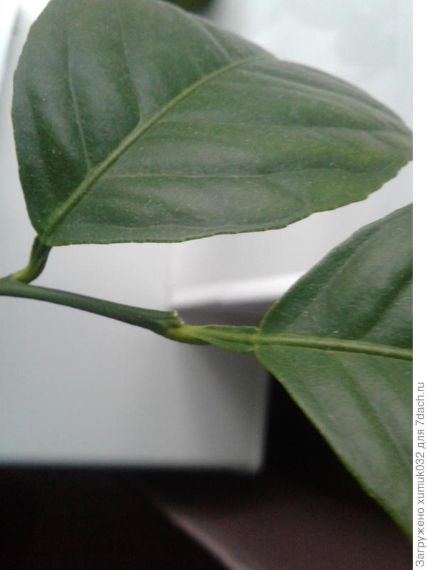 крыльчатка