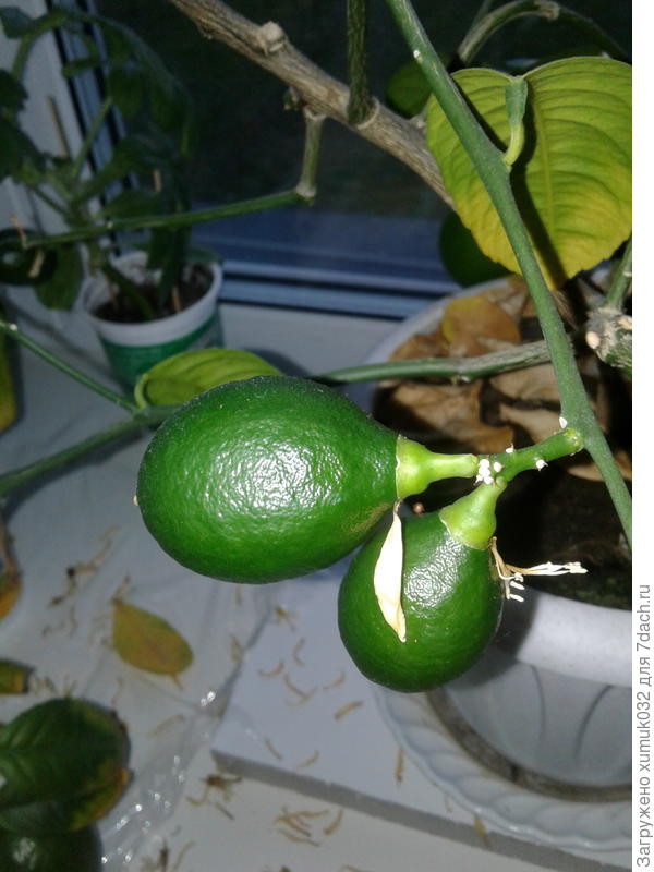 молодые плоды