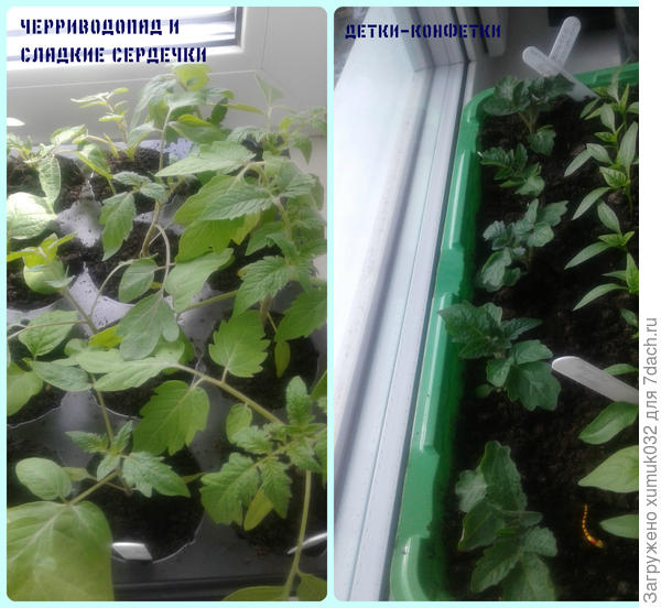 рассада помидоров, 2 апреля