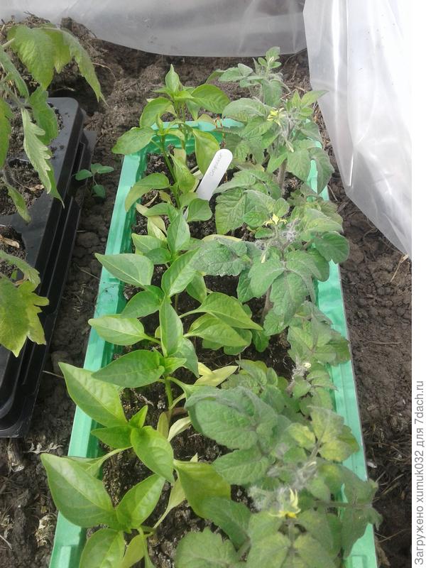 перец "Здоровячок" от Аэлита, 25 апреля