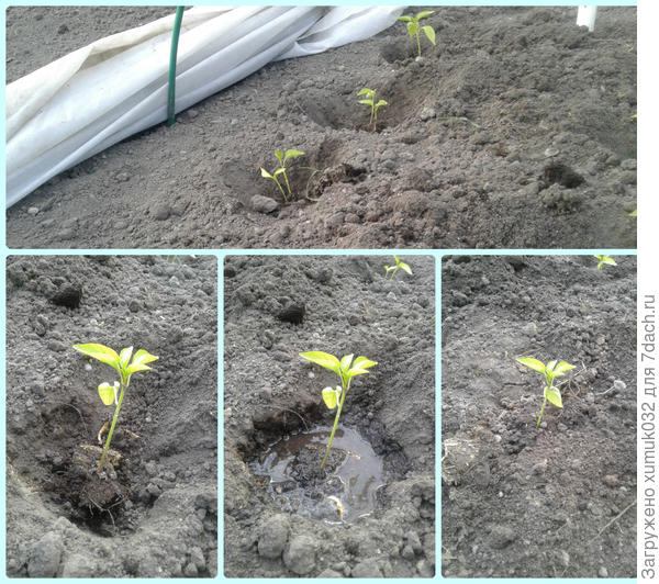 Посадка перца "Здоровячок", 11 мая