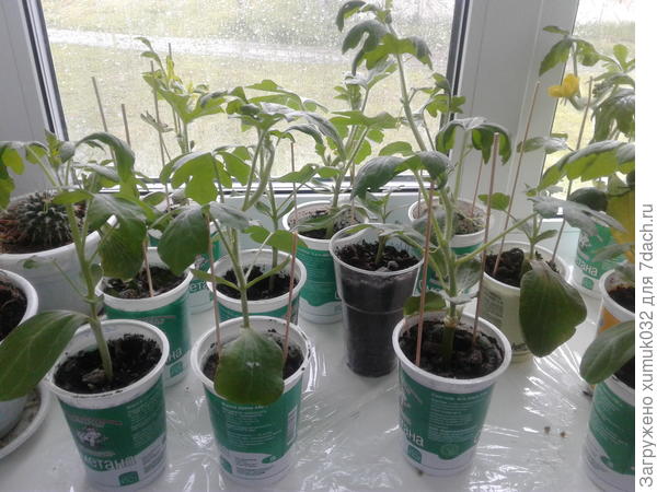 привитые арбузы