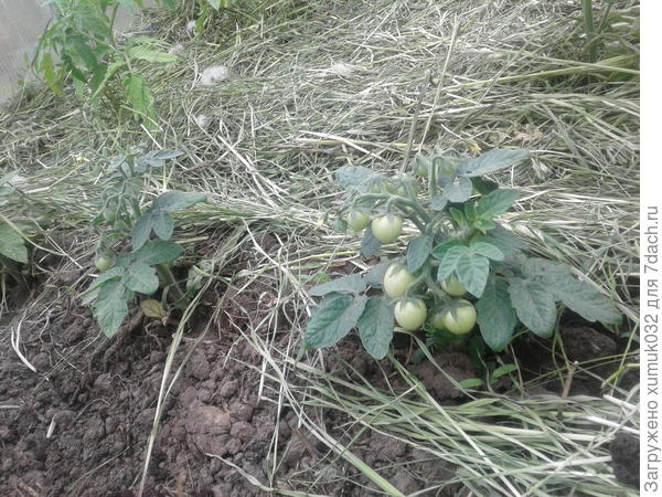 детка-конфетка