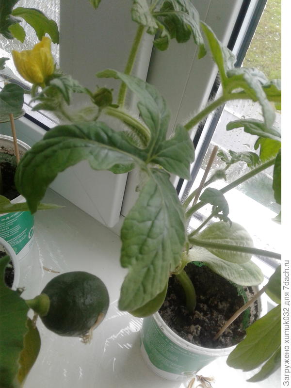 цветущий арбуз