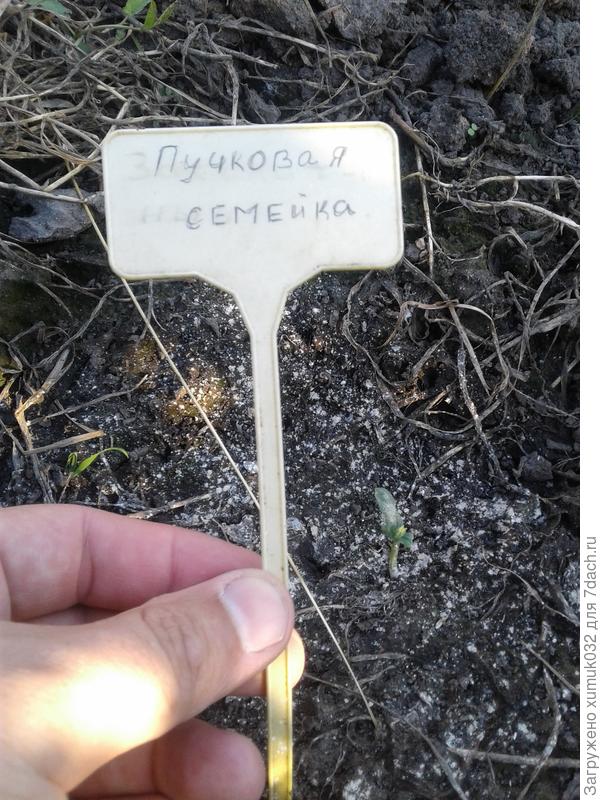 Огурец "Пучковая семейка", 27 июня - 9 дней после посева