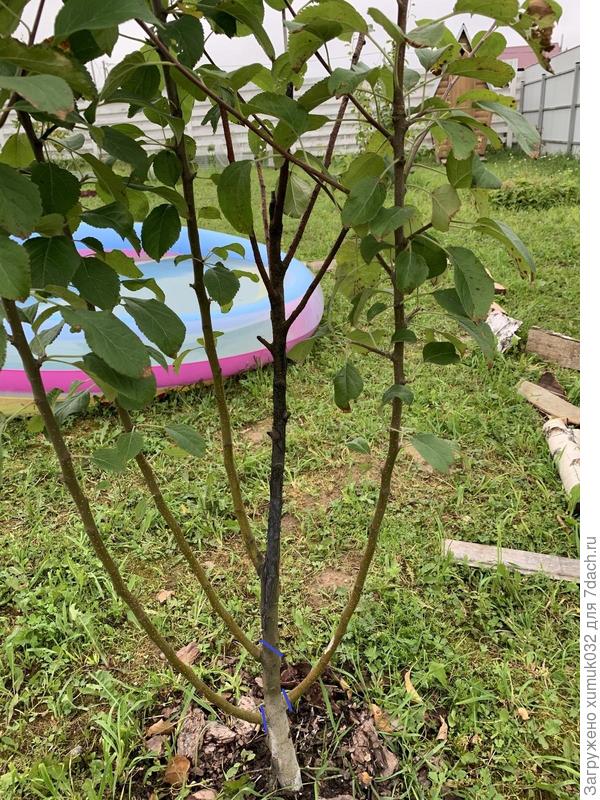 схема обрезки