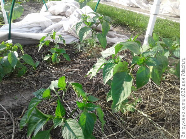 Перец &amp;amp;#39;Здоровячок&amp;amp;#39; F1, 3 июля