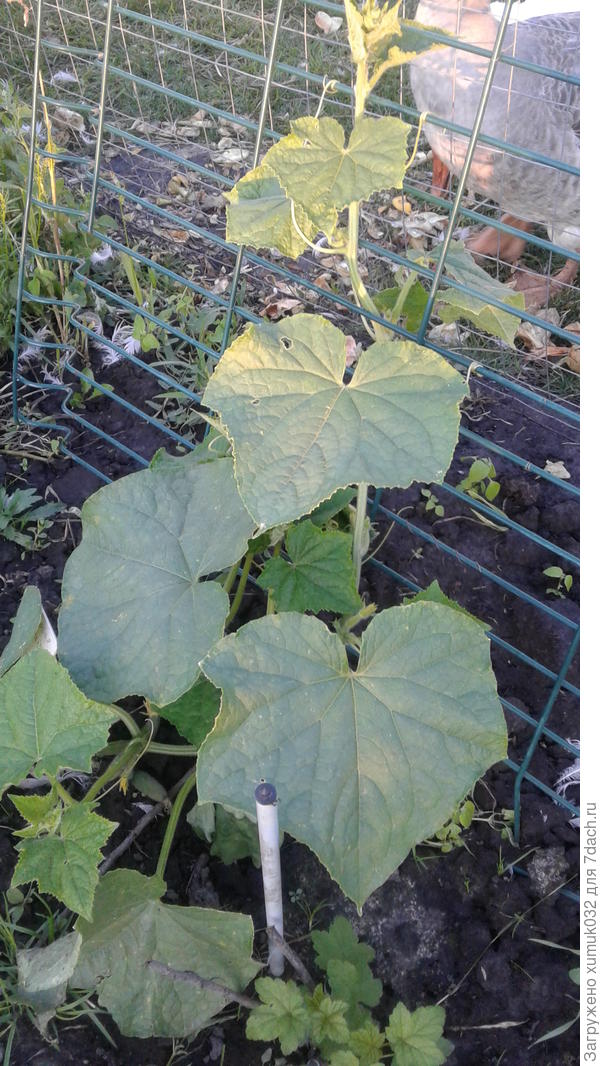 Огурец &amp;#39;Пучковая семейка&amp;#39;, 2 августа