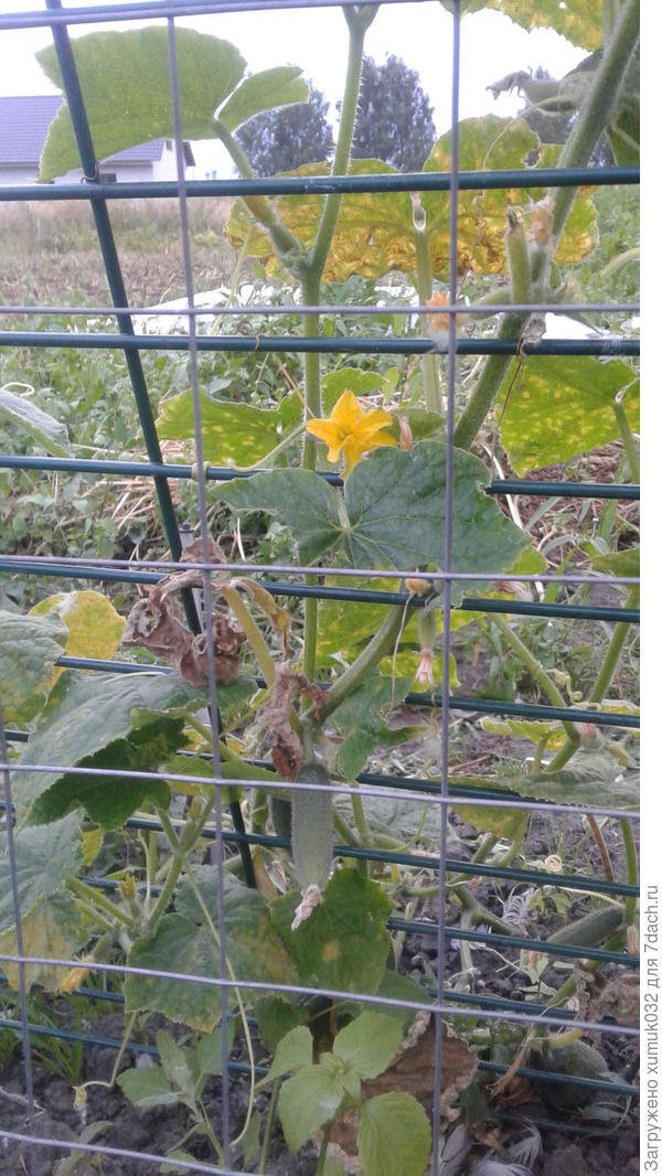 Огурец &amp;#39;Пучковая семейка&amp;#39;, 20 августа