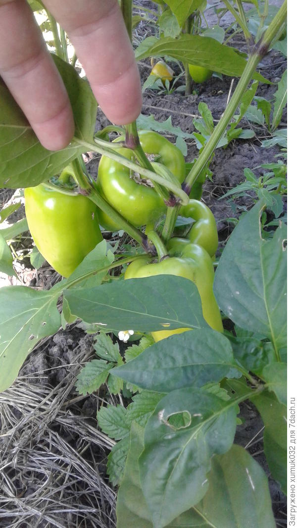 Перец &amp;amp;#39;Здоровячок&amp;amp;#39; F1, 11 августа