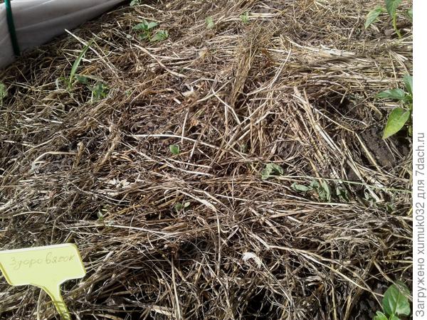 Перец &amp;amp;#39;Здоровячок&amp;amp;#39; F1, 12 июня