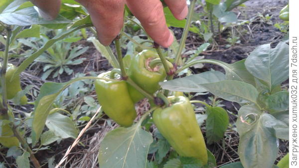 Перец &amp;amp;#39;Здоровячок&amp;amp;#39; F1, 2 августа