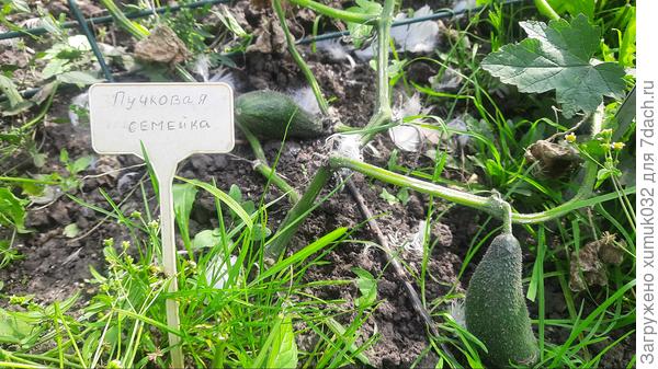 Огурец &amp;#39;Пучковая семейка&amp;#39;, 8 сентября