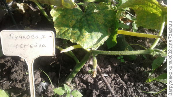 Огурец &amp;#39;Пучковая семейка&amp;#39;, 10 августа