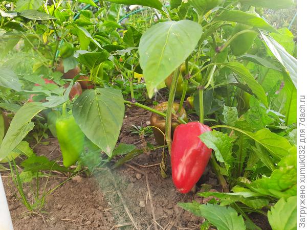 Перец &amp;amp;#39;Здоровячок&amp;amp;#39; F1, 5 сентября