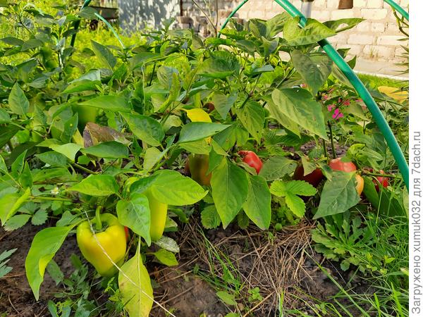 Перец &amp;amp;#39;Здоровячок&amp;amp;#39; F1, 5 сентября