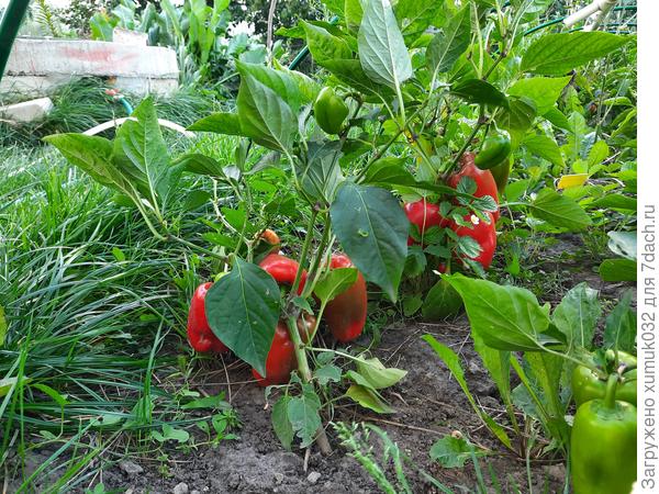 Перец &amp;amp;#39;Здоровячок&amp;amp;#39; F1, 9 сентября