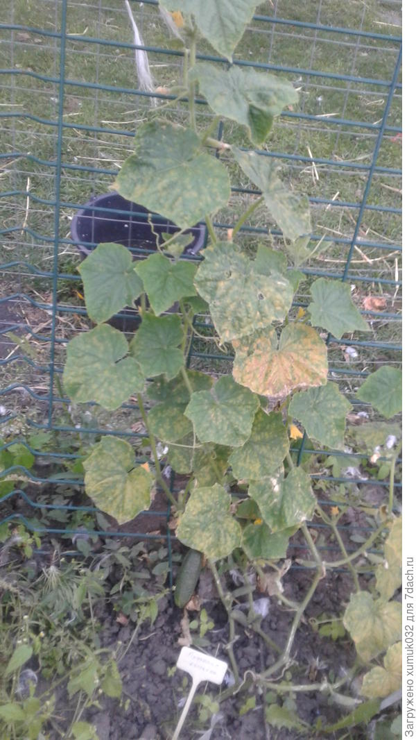 Огурец &amp;#39;Пучковая семейка&amp;#39;, 20 августа