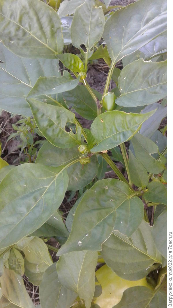 Перец &amp;amp;#39;Здоровячок&amp;amp;#39; F1, 11 августа