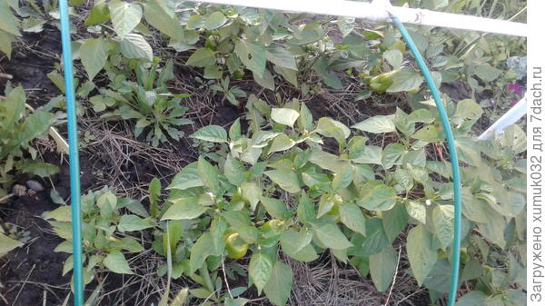 Перец &amp;amp;#39;Здоровячок&amp;amp;#39; F1, 2 августа