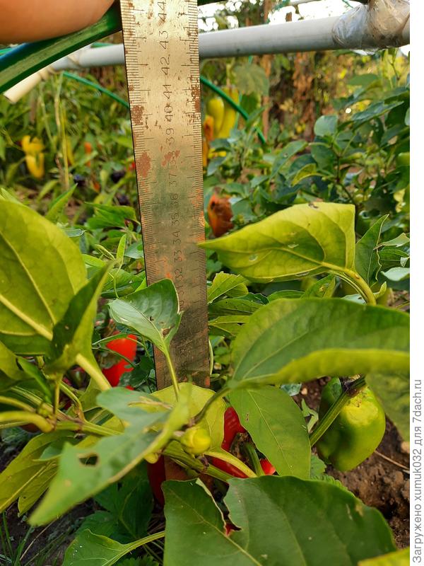 Перец &amp;amp;#39;Здоровячок&amp;amp;#39; F1, 20 сентября