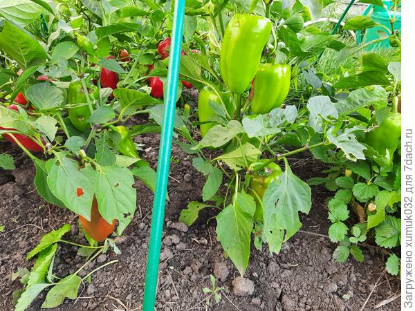 Перец &amp;amp;#39;Здоровячок&amp;amp;#39; F1, 20 сентября