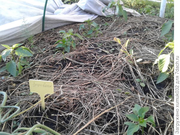 Перец &amp;amp;#39;Здоровячок&amp;amp;#39; F1, 23 июня