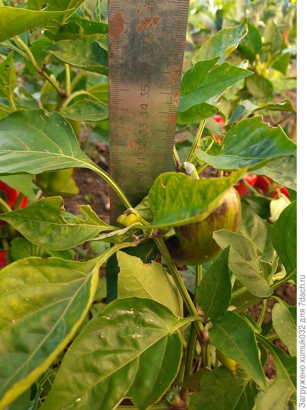 Перец &amp;amp;#39;Здоровячок&amp;amp;#39; F1, 20 сентября