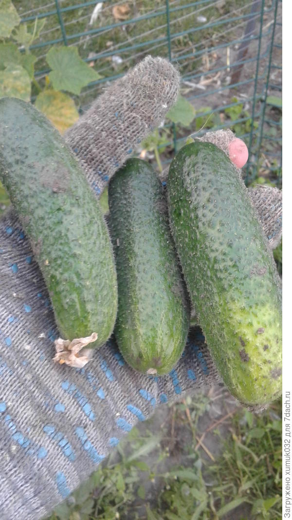 Огурец &amp;#39;Пучковая семейка&amp;#39;, 20 августа