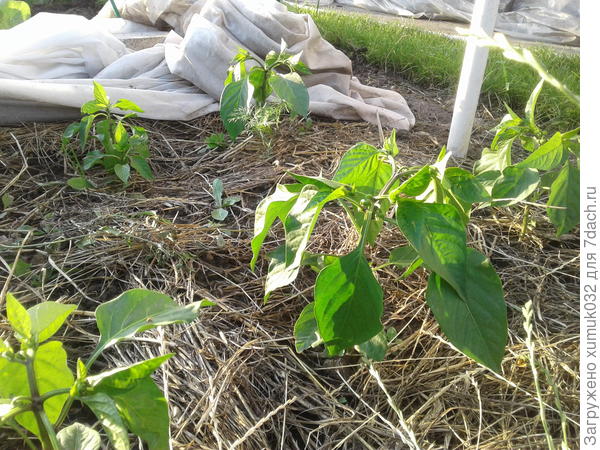 Перец &amp;amp;#39;Здоровячок&amp;amp;#39; F1,  27 июня