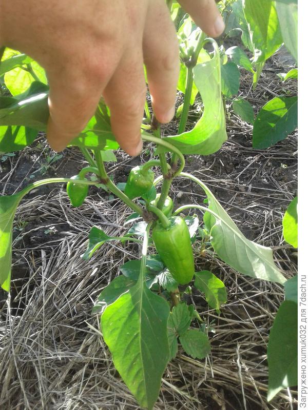 Перец &amp;amp;#39;Здоровячок&amp;amp;#39; F1, 17 июля