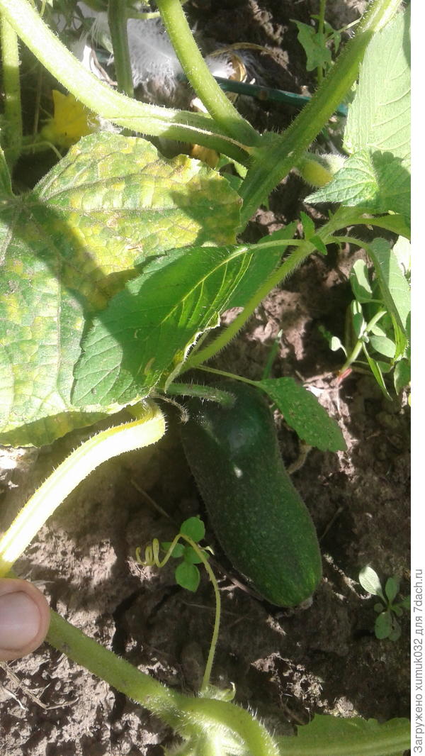 Огурец &amp;#39;Пучковая семейка&amp;#39;, 10 августа