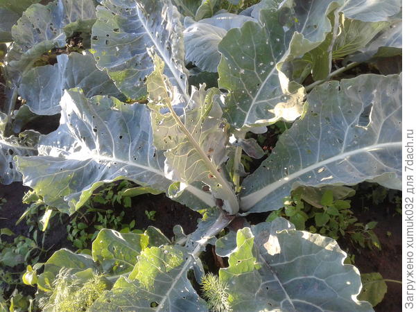 капуста 23 июня