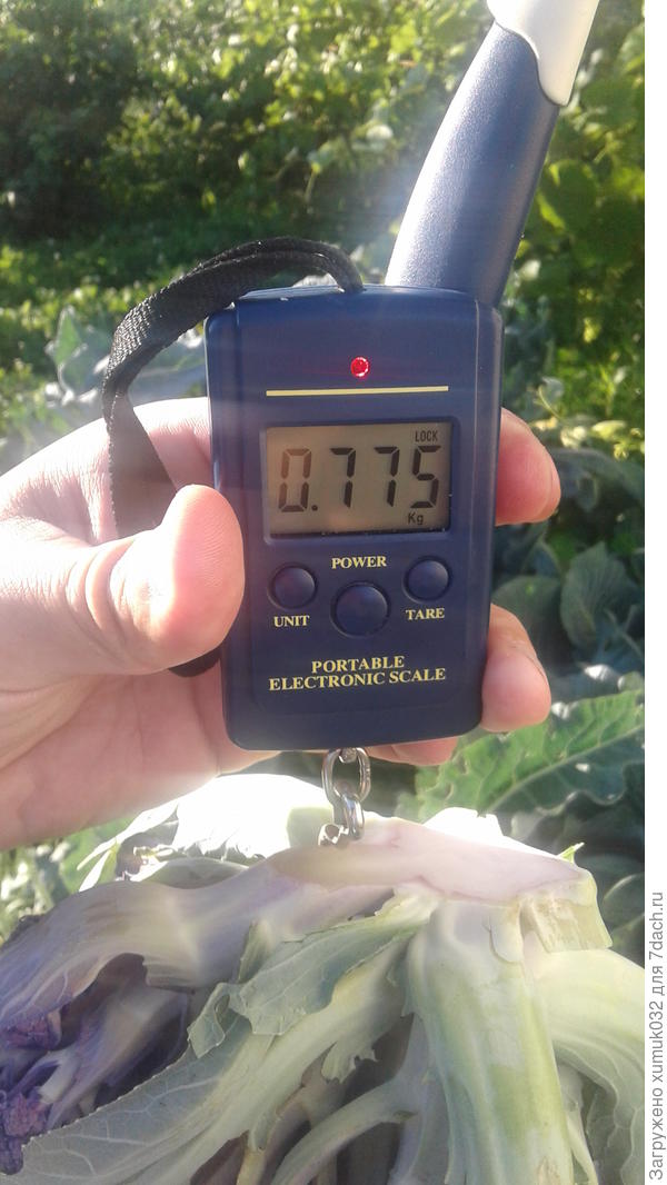 Капуста цветная &amp;#39;Фиолетовый шар&amp;#39; F1, 7 августа. 101 день от высадки рассады