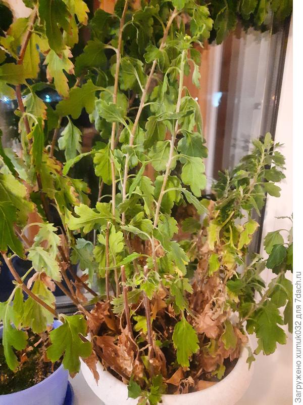 хризантема