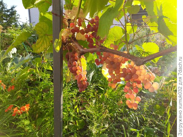 Рилайнс пинк сидлис