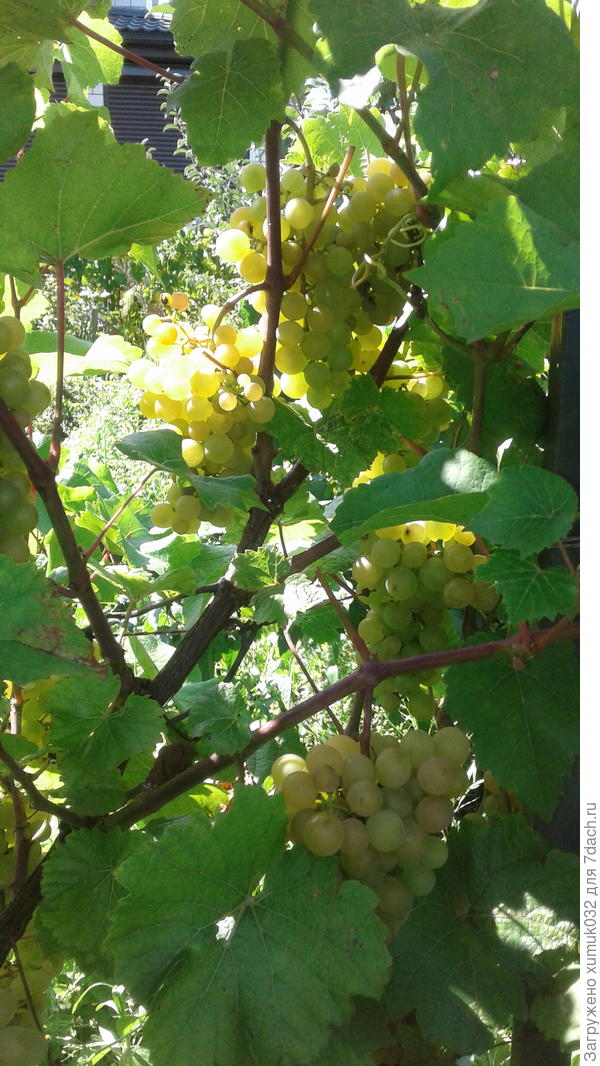 Платовский