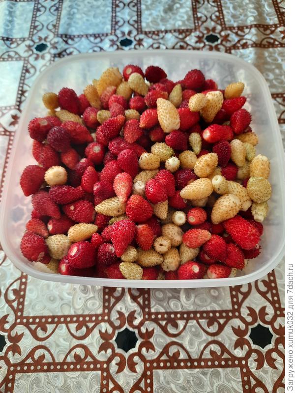 Ягода не лесная, с грядки