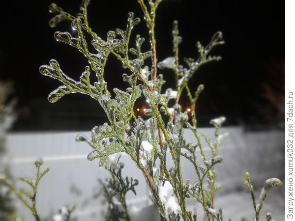 стеклянная туя