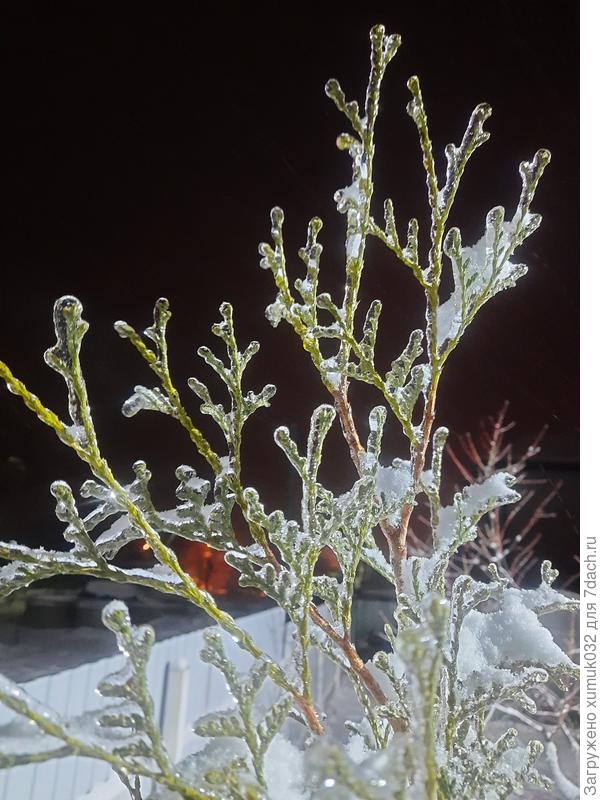 стеклянная туя