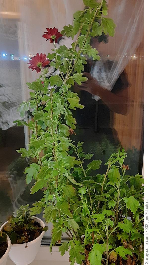 Цветущая на подоконнике хризантема (15.01.2021)