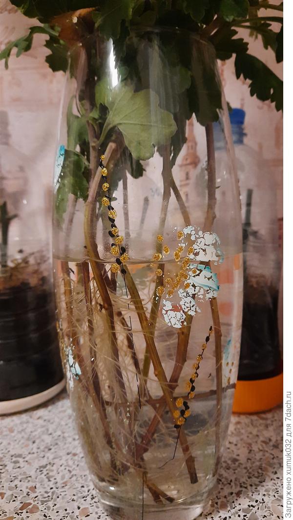 Корешки хризантемы