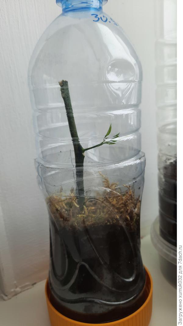 Черенок лимона на укоренении