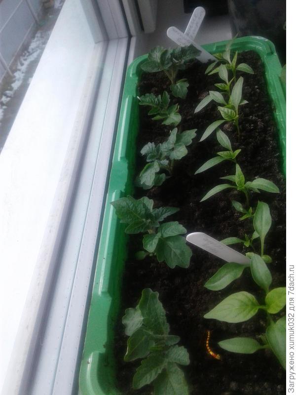 Детки-конфетки 20 дней