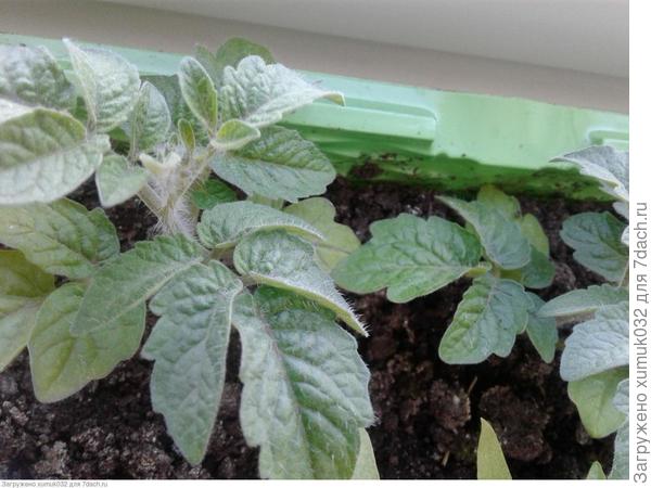 Детки-конфетки 31 день (с бутонами)