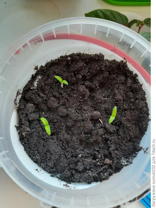 томат 'Чудо карлик F1' от Аэлита 30.03.2021 (1 день)